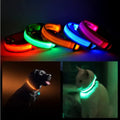 LED pet safety collar set with glowing halo light bands in blue, pink, green, orange