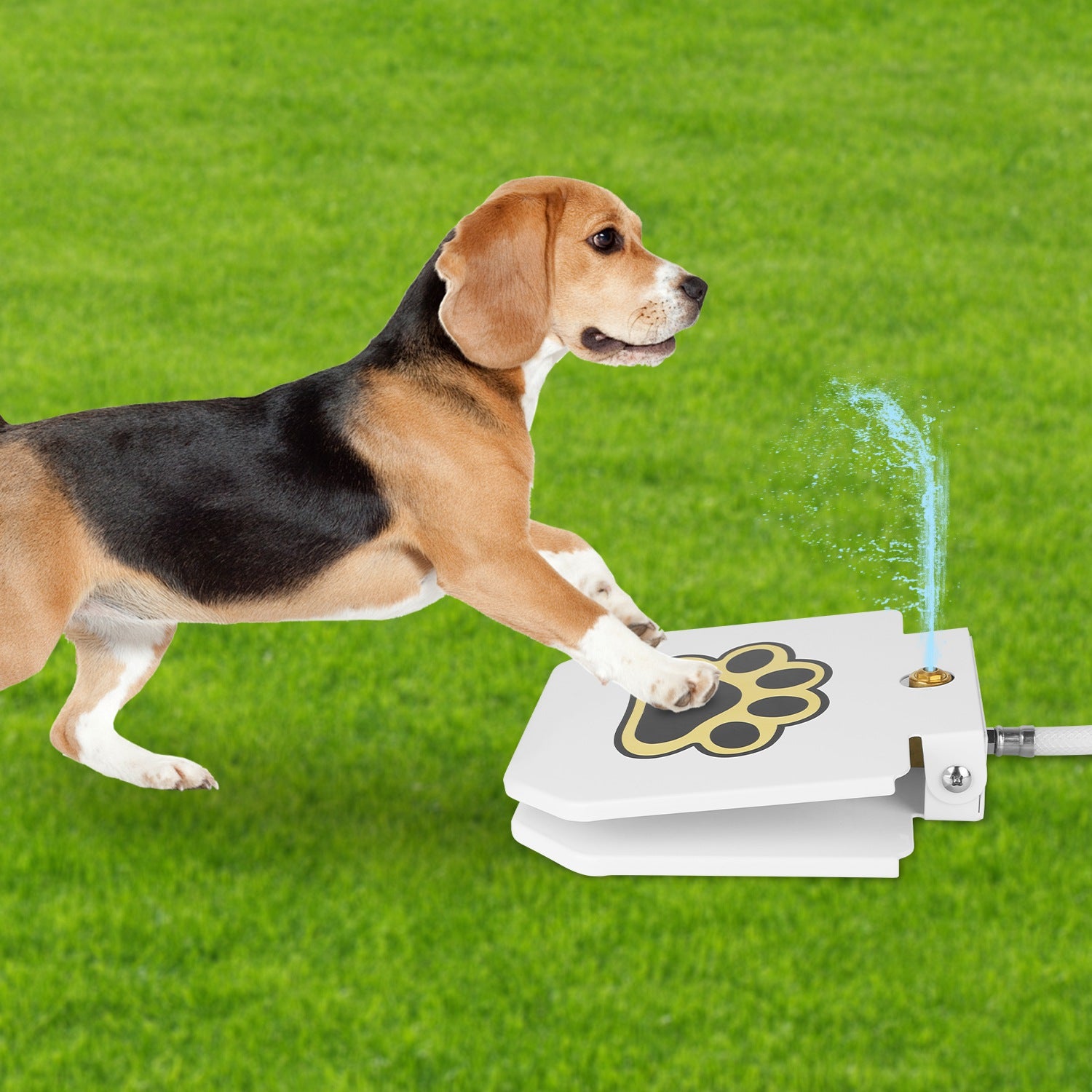 White dog water fountain with paw-print pedal, dog paw pressing to spray water