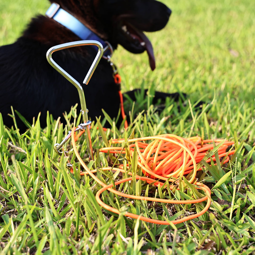 Orange ground stake tie-out with coiled leash rope on grass and chrome swivel