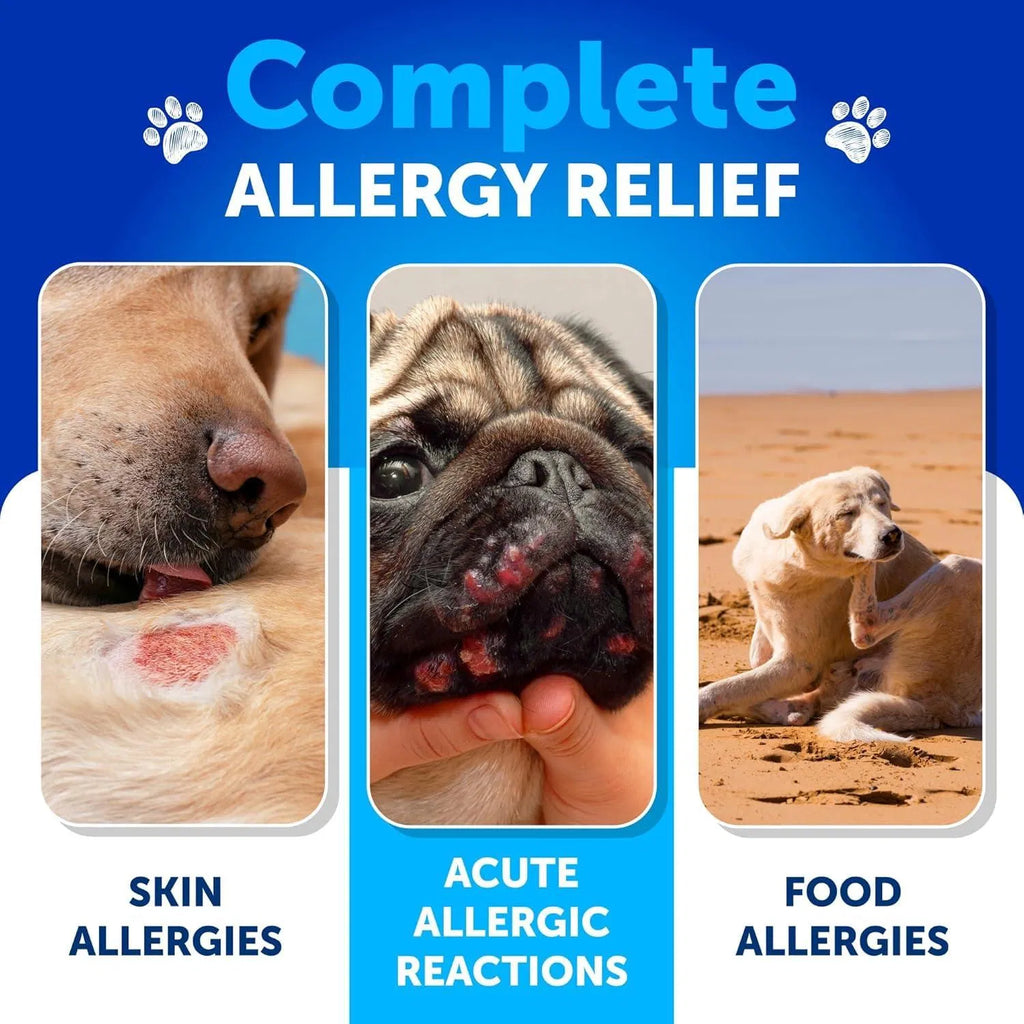 Allergy relief infographic with dogs showing skin, acute reaction, and food allergy panels