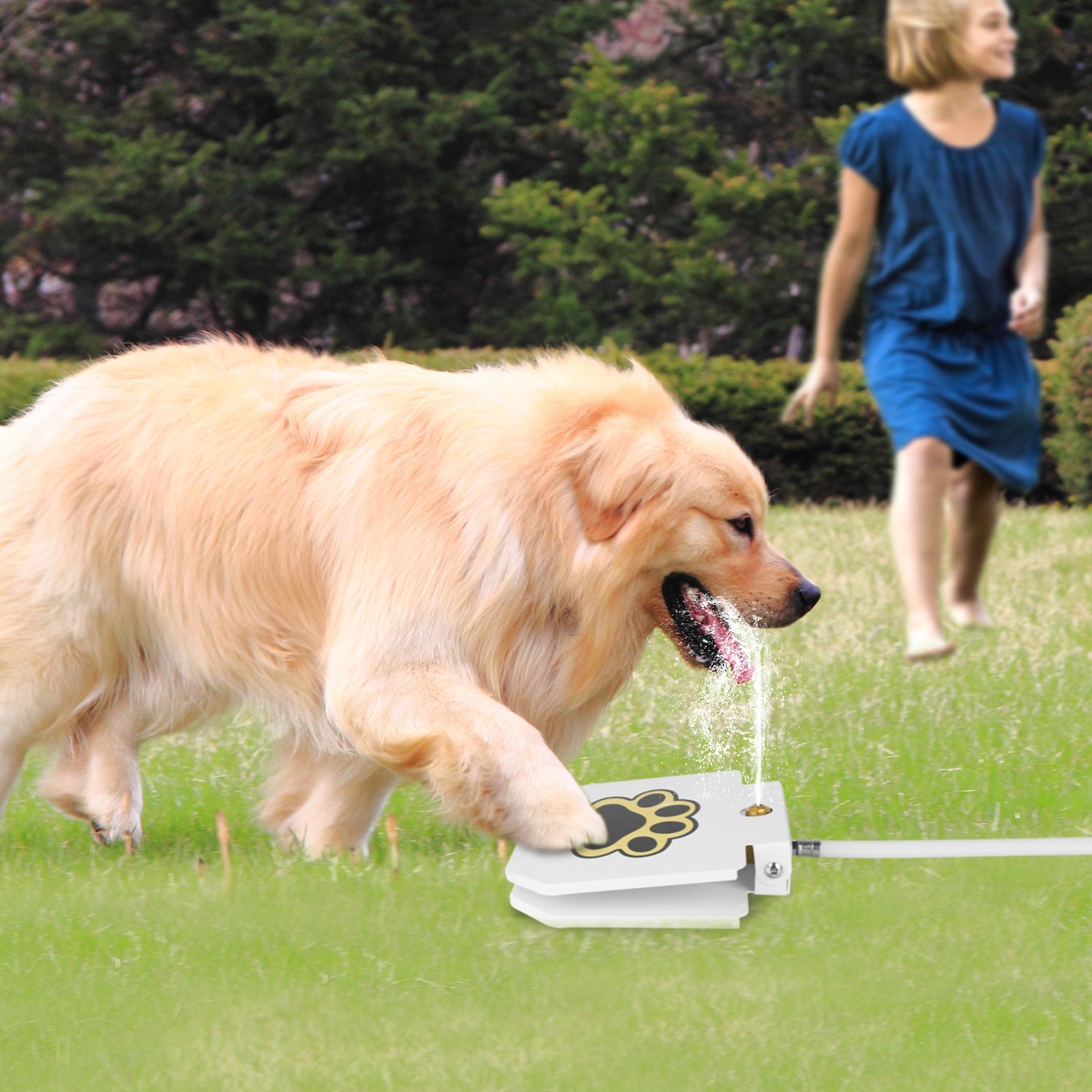 White dog water fountain with paw-print pedal, water stream reaching dog muzzle