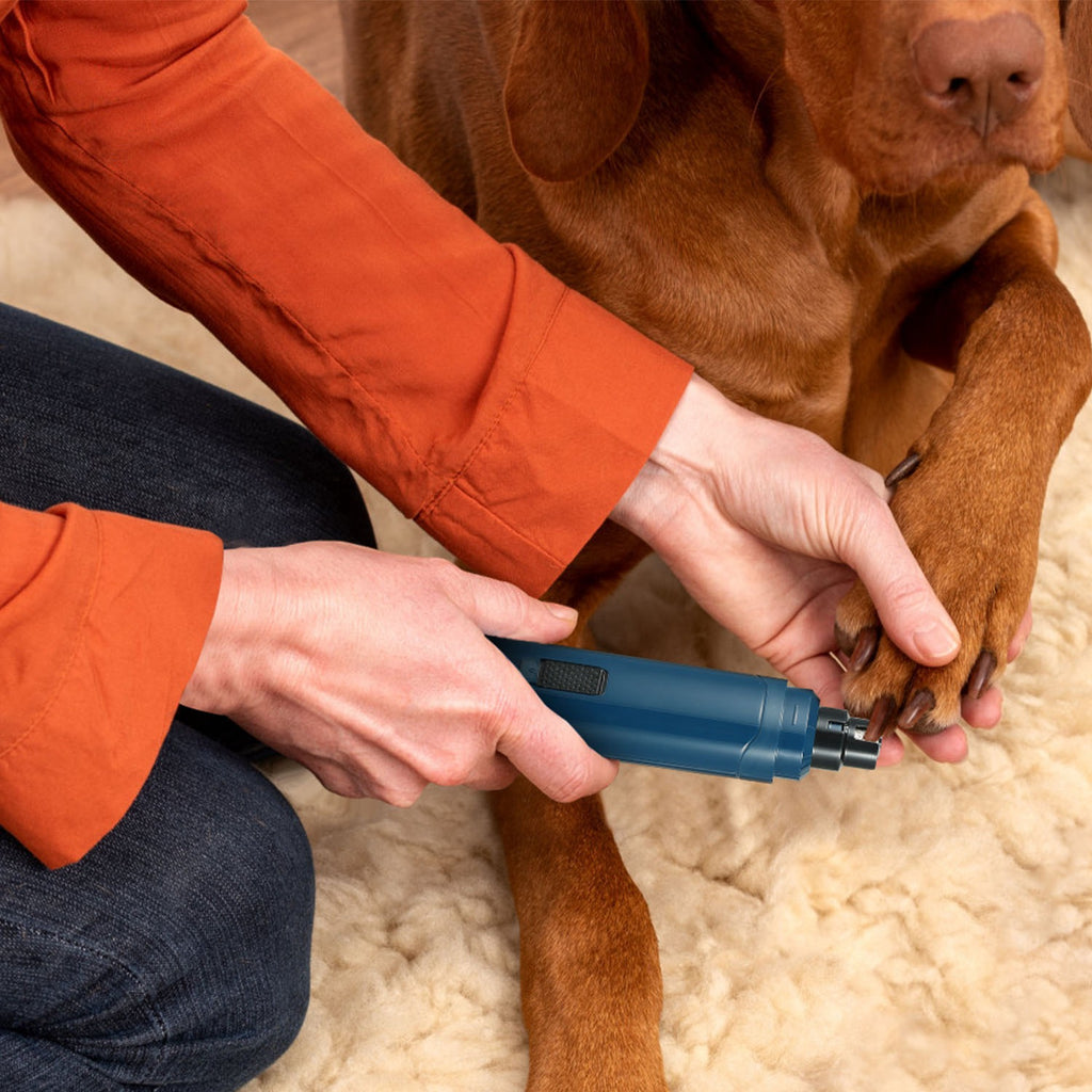 Blue pet nail grinder trimming a dog’s nail with the grinding head in position