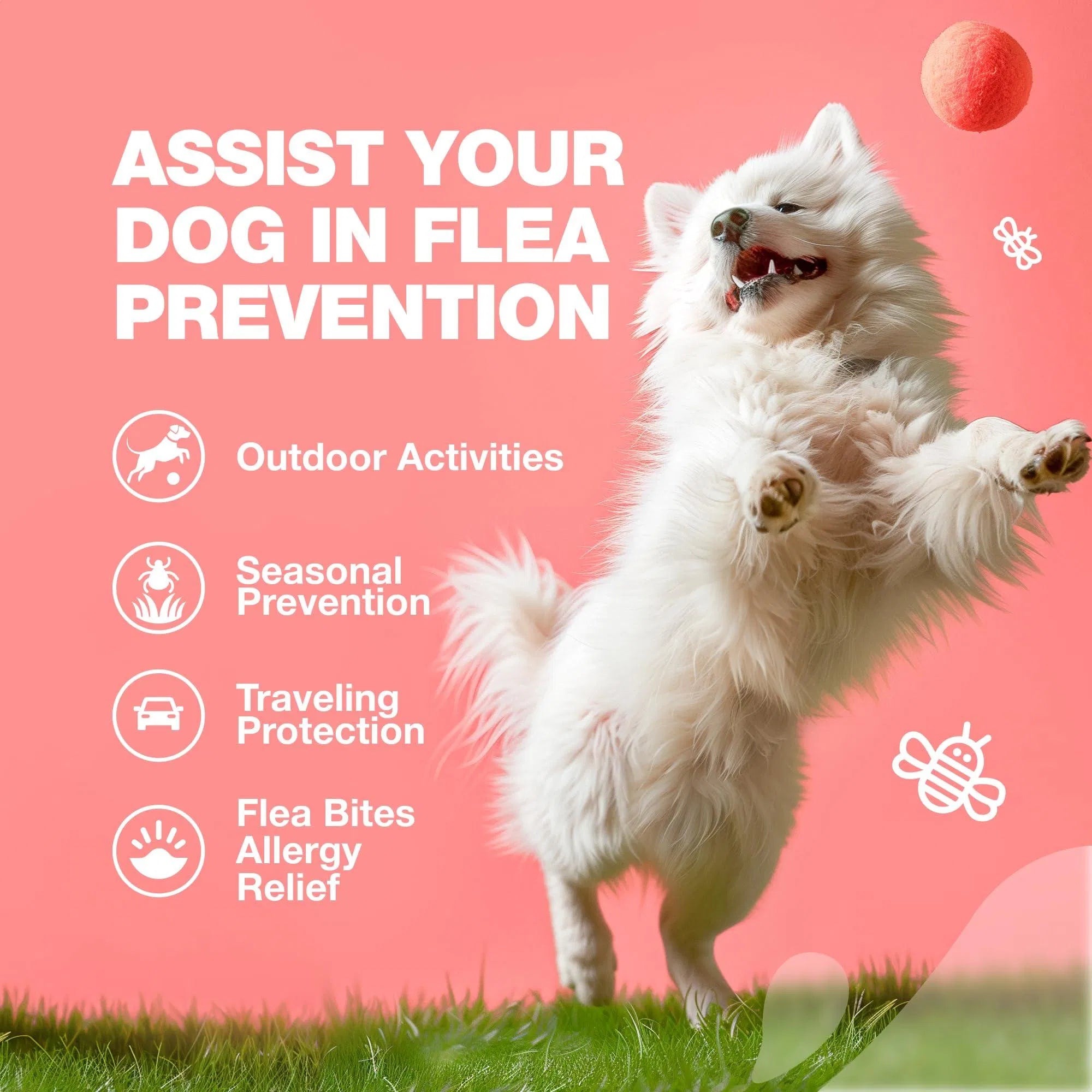 White dog with flea prevention icons for flea-bite allergy relief