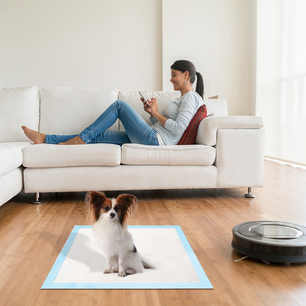 White pee pad with blue border on floor, for puppy or cat potty training