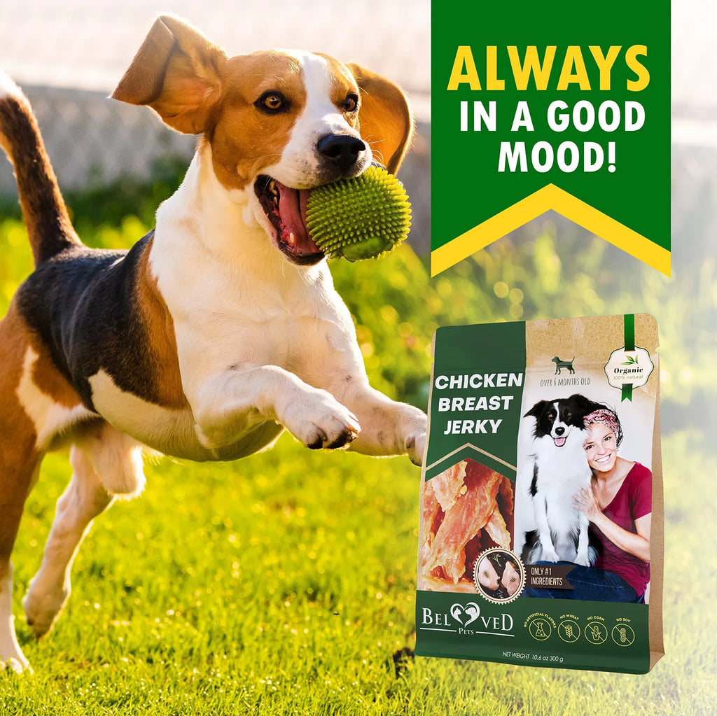 Dog holding a green toy with chicken breast jerky pouch in view