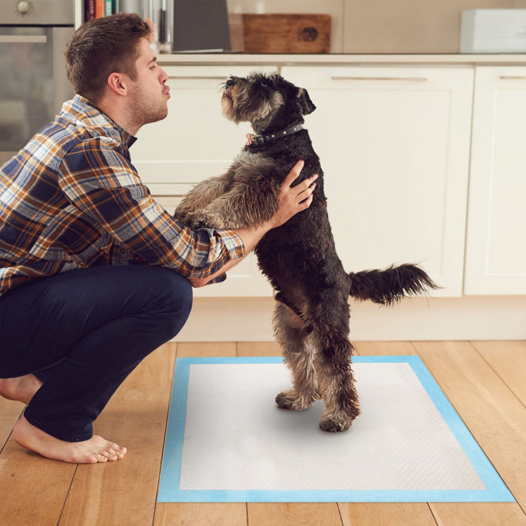 Dog on blue-bordered training pad on wooden floor, for potty training