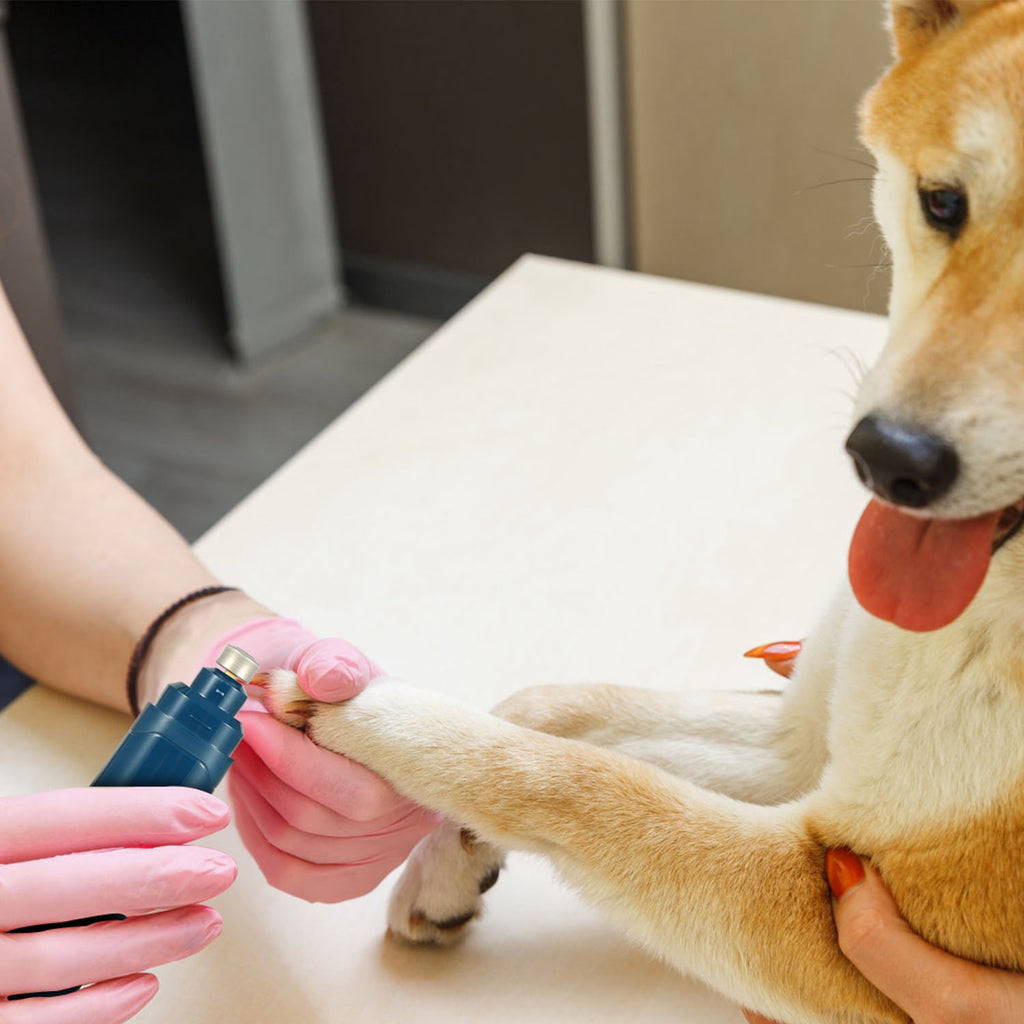 Blue pet nail grinder used to grind a dog’s nail while held by hands